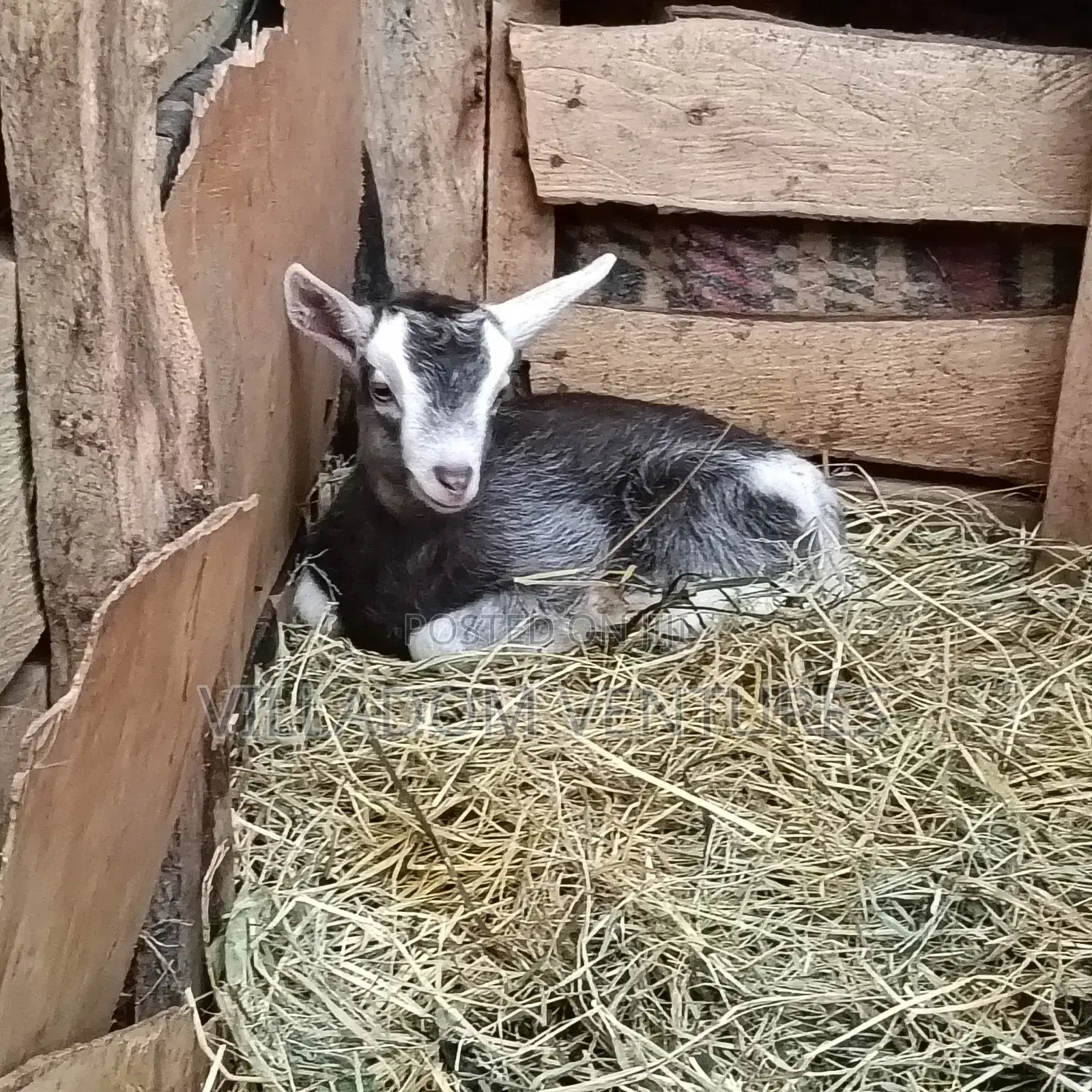 For Quick Sale Alpine and Togenburg Goats Fully Vaccinated /in Kids