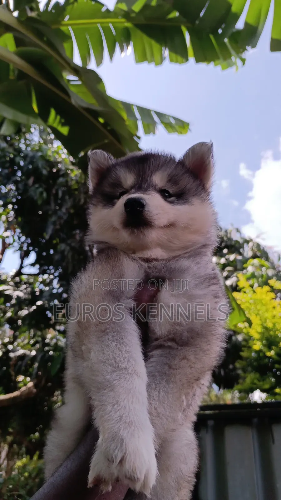 1-3 months Female Purebred Siberian Husky
