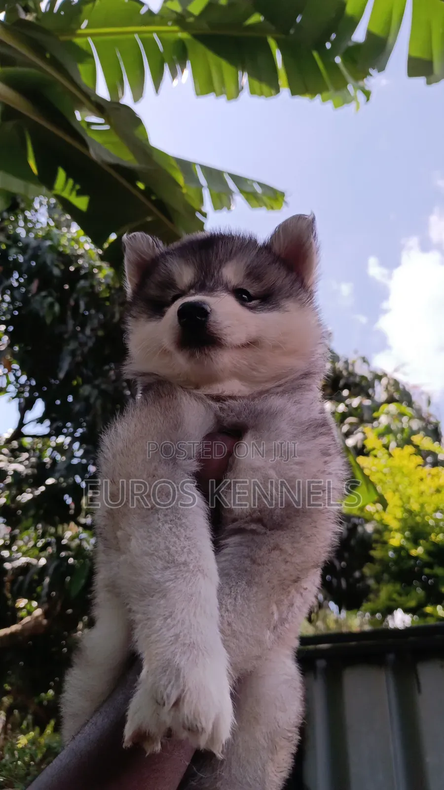 1-3 months Female Purebred Siberian Husky