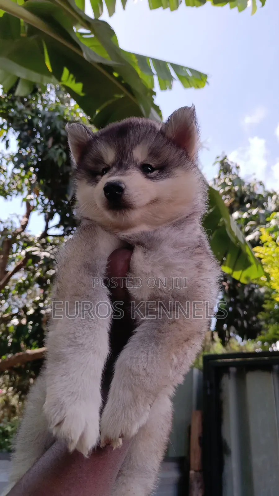 1-3 months Female Purebred Siberian Husky