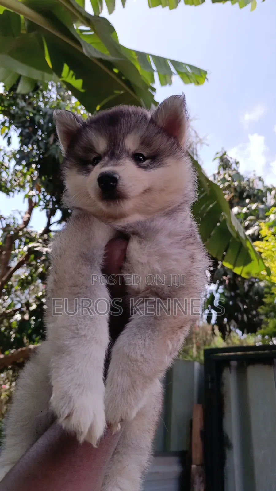 1-3 months Female Purebred Siberian Husky