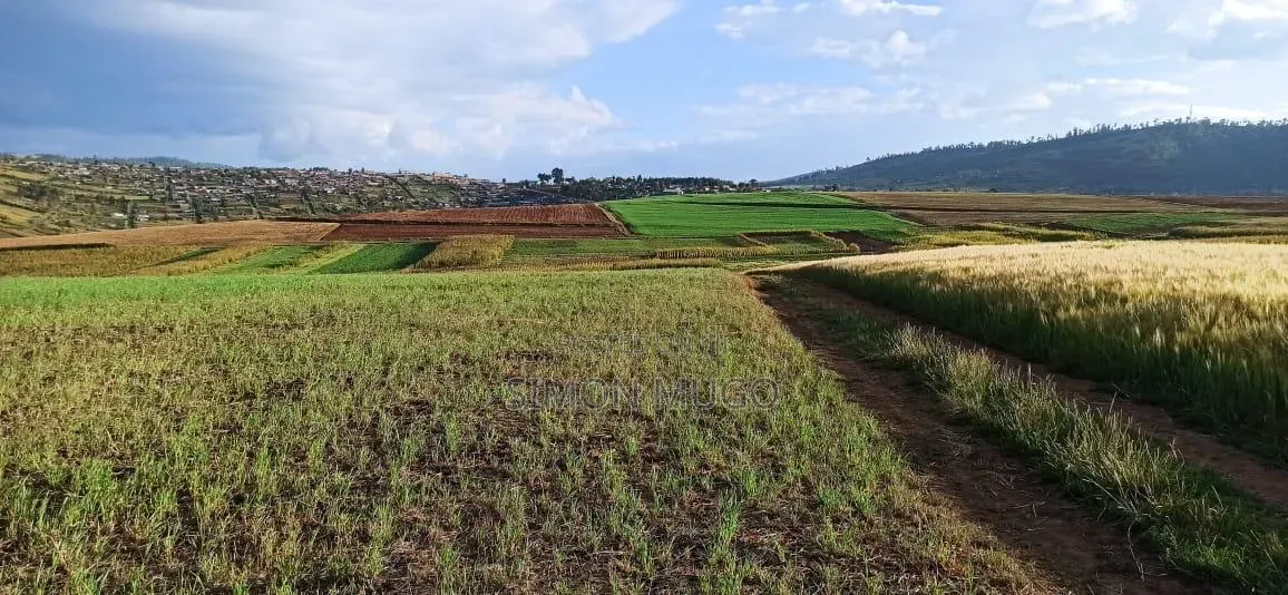 Makuyu Prime 613 Acre Ideal for Coffee, Makadamia, Avocado Farming