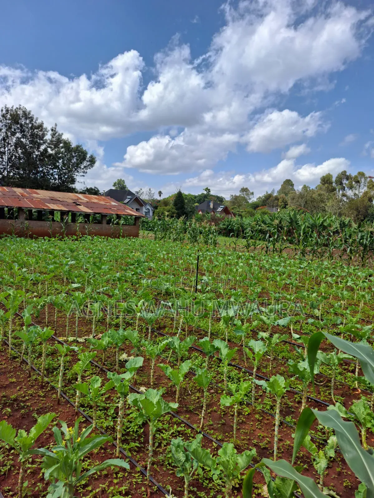 1/2 an Acre Land for Sale in Karen Windy Ridge
