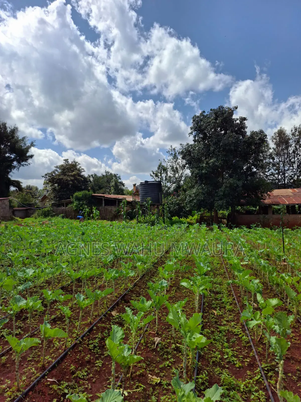 1/2 an Acre Land for Sale in Karen Windy Ridge
