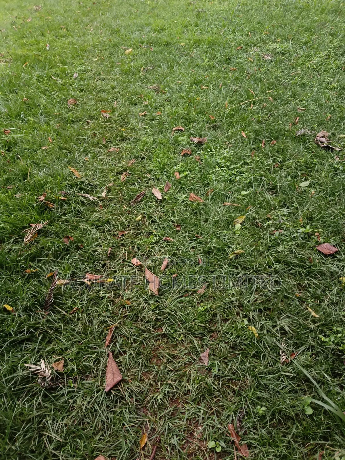 Thika Green Plots For Sale
