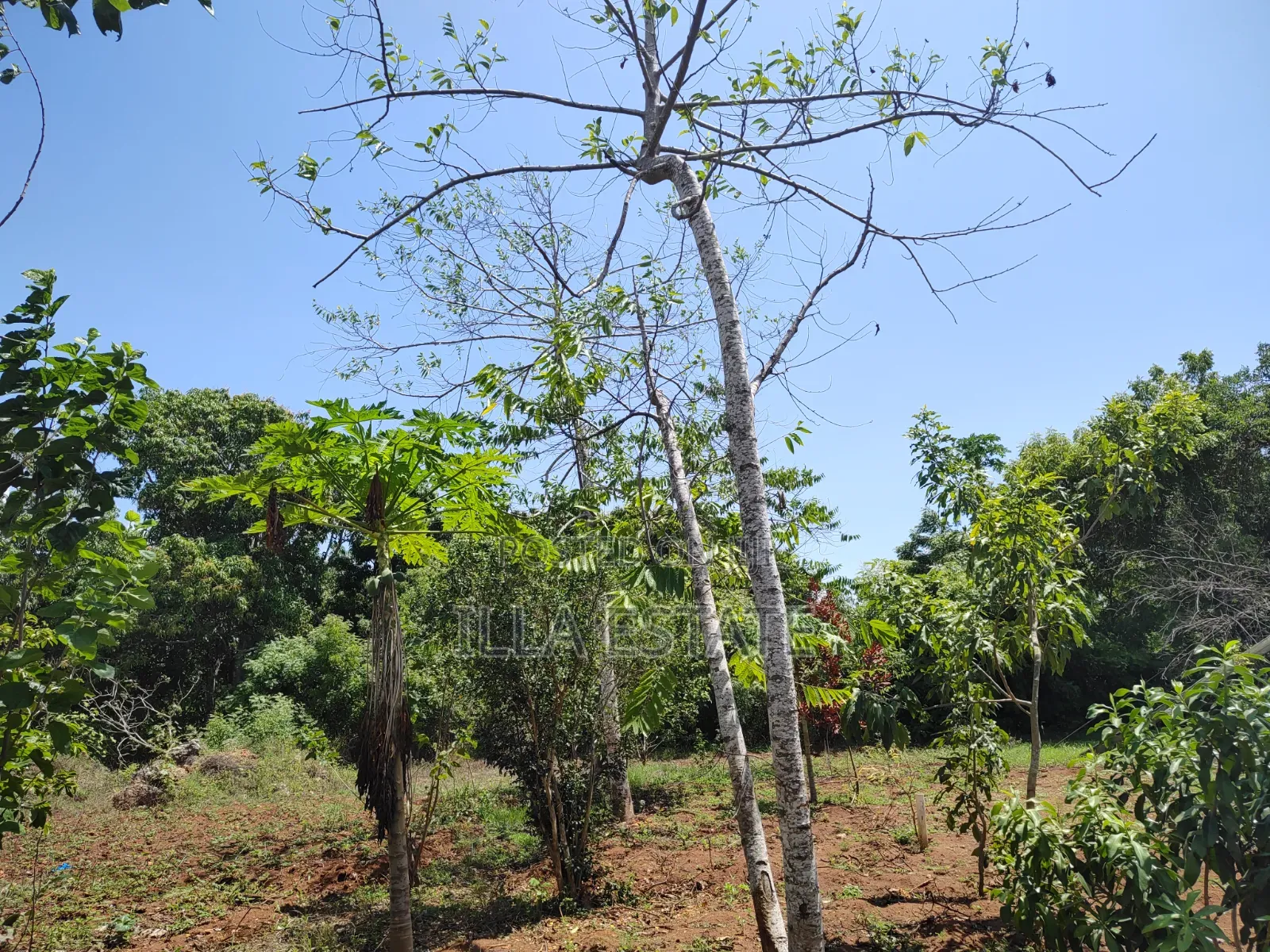 Rare 1/4 Acre Serviced Plot Near Diani Beach