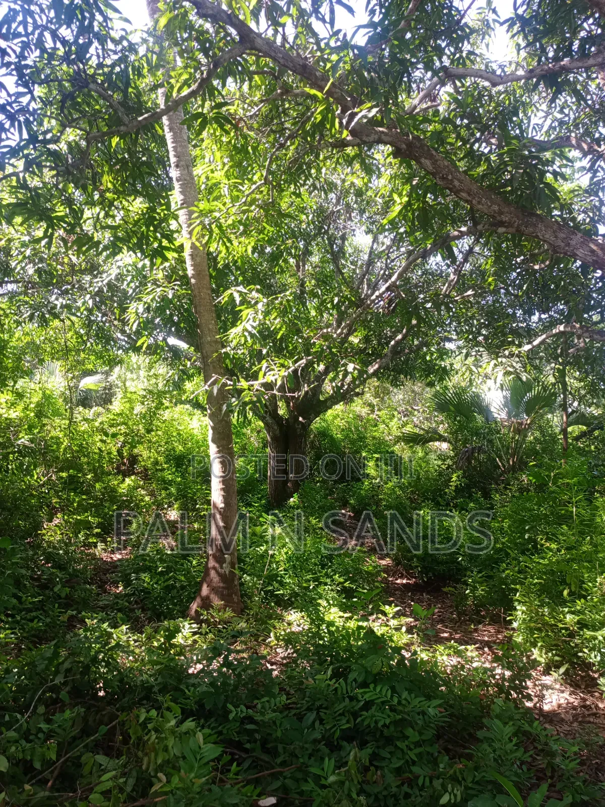 1 Acre Land in Galu Diani With Plenty of Trees