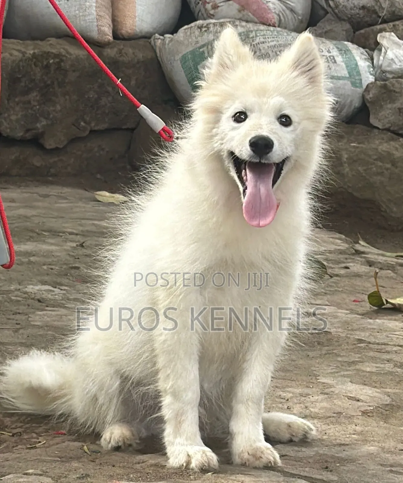 3-6 months Male Purebred Siberian Husky