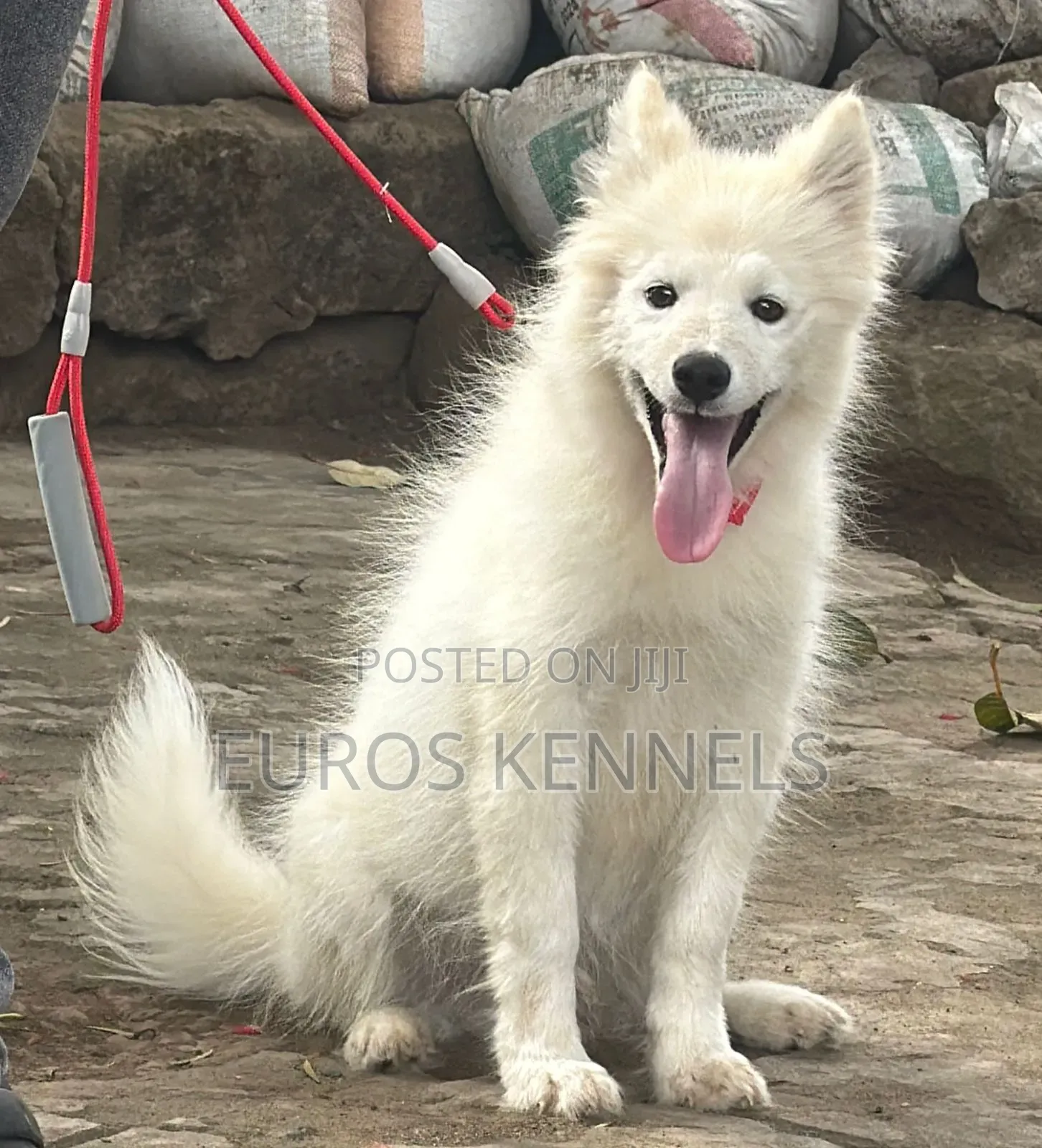 3-6 months Male Purebred Siberian Husky