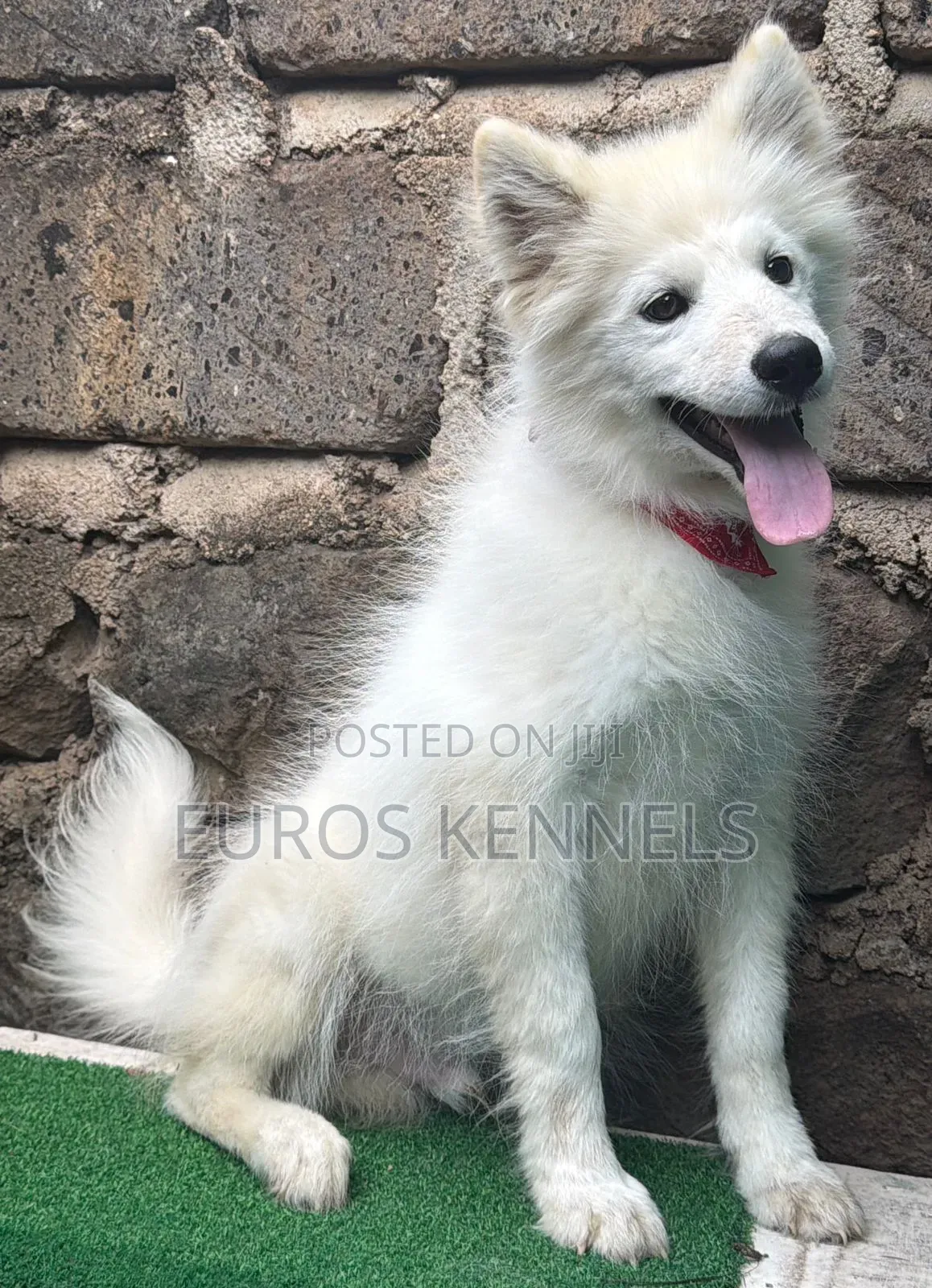 3-6 months Male Purebred Siberian Husky