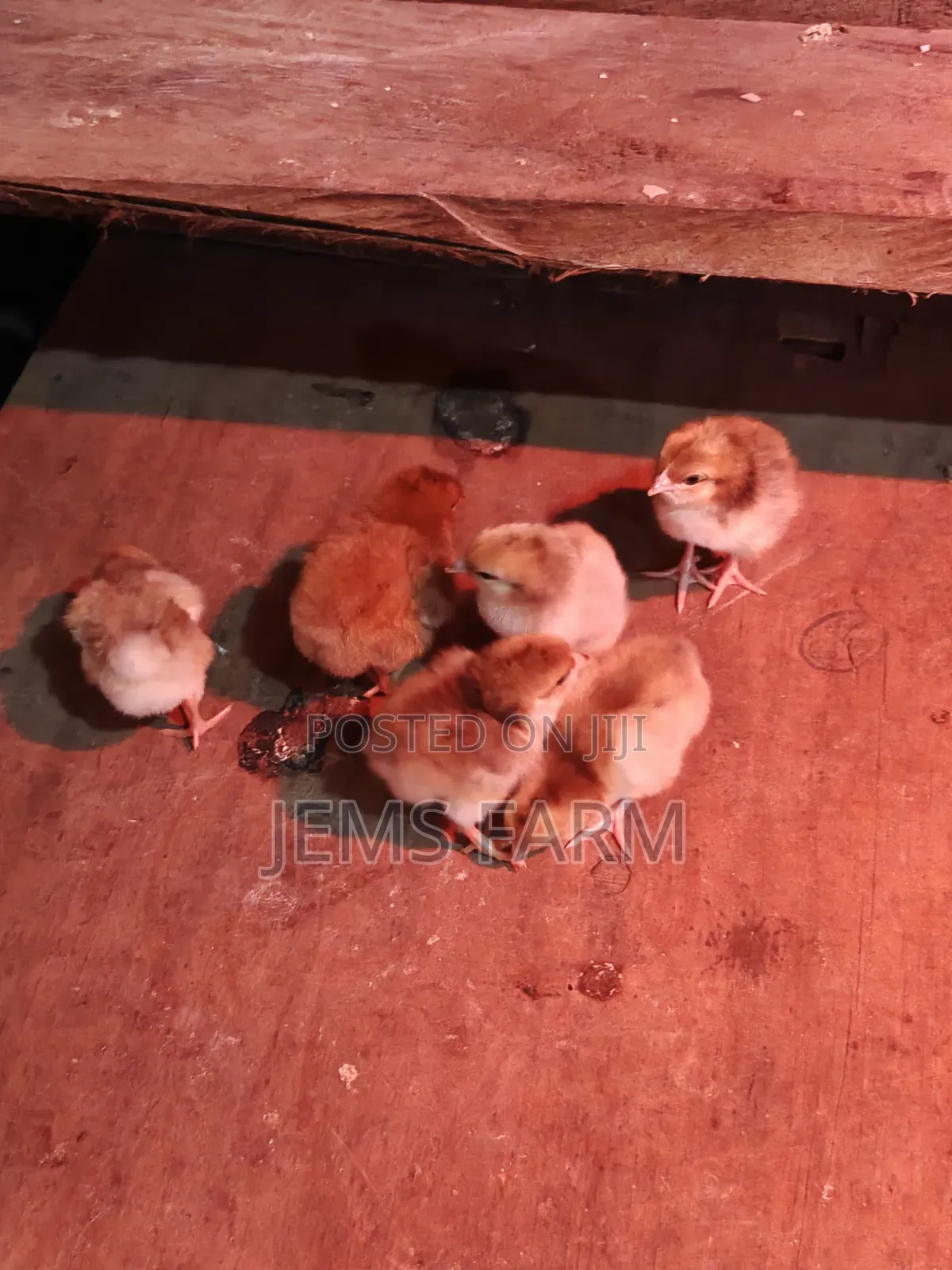 3 Day Old Boschvelders Chicks