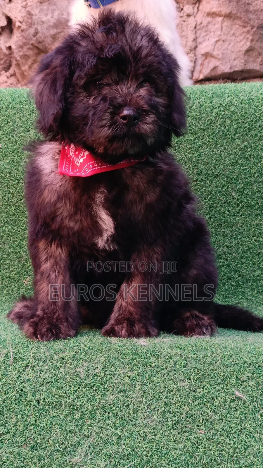 1-3 months Male Purebred Maltipoo