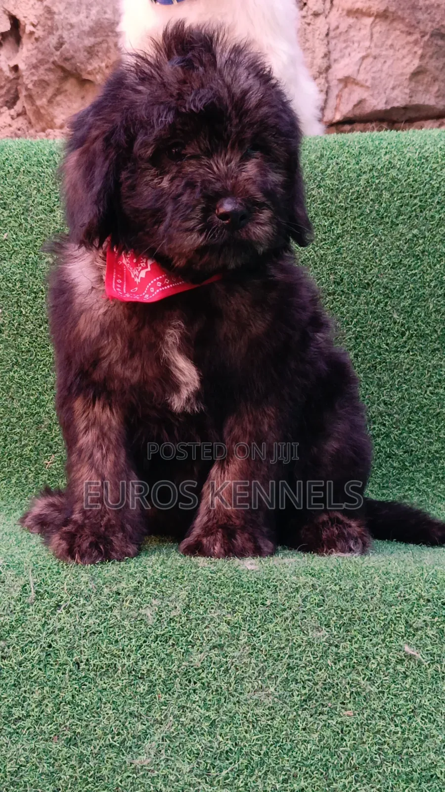 1-3 months Male Purebred Maltipoo