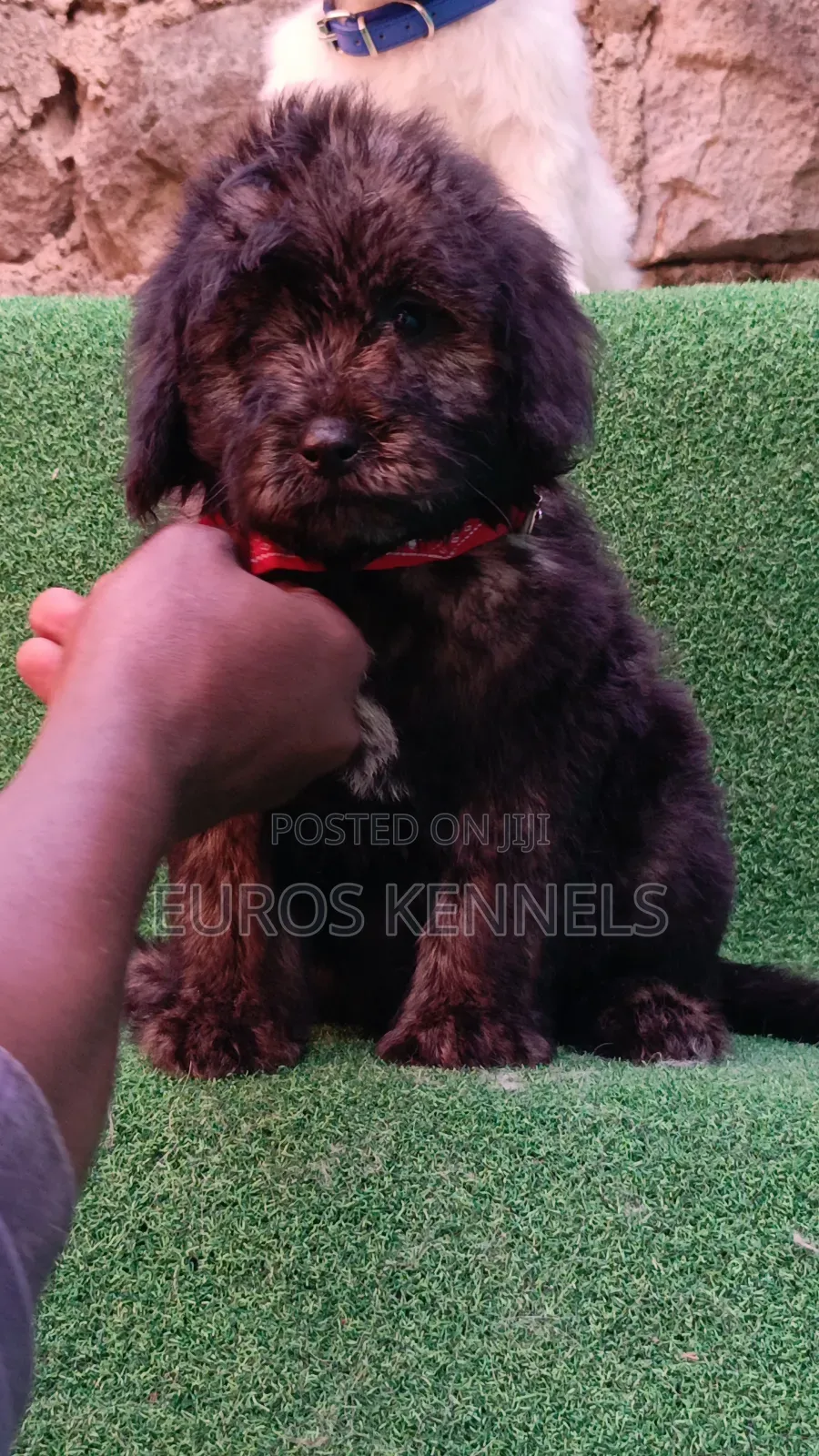 1-3 months Male Purebred Maltipoo
