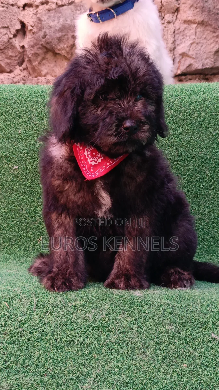 1-3 months Male Purebred Maltipoo