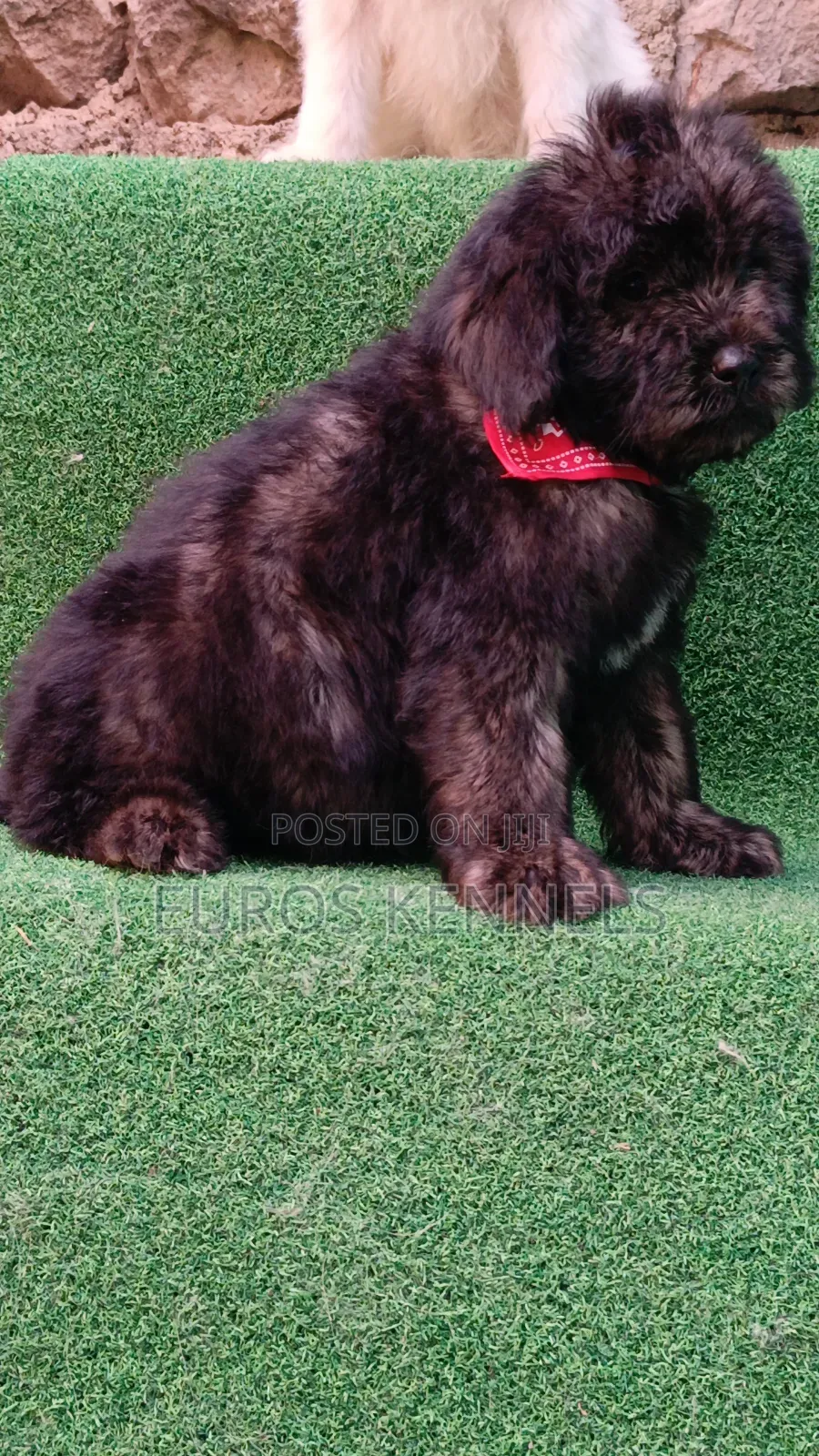 1-3 months Male Purebred Maltipoo