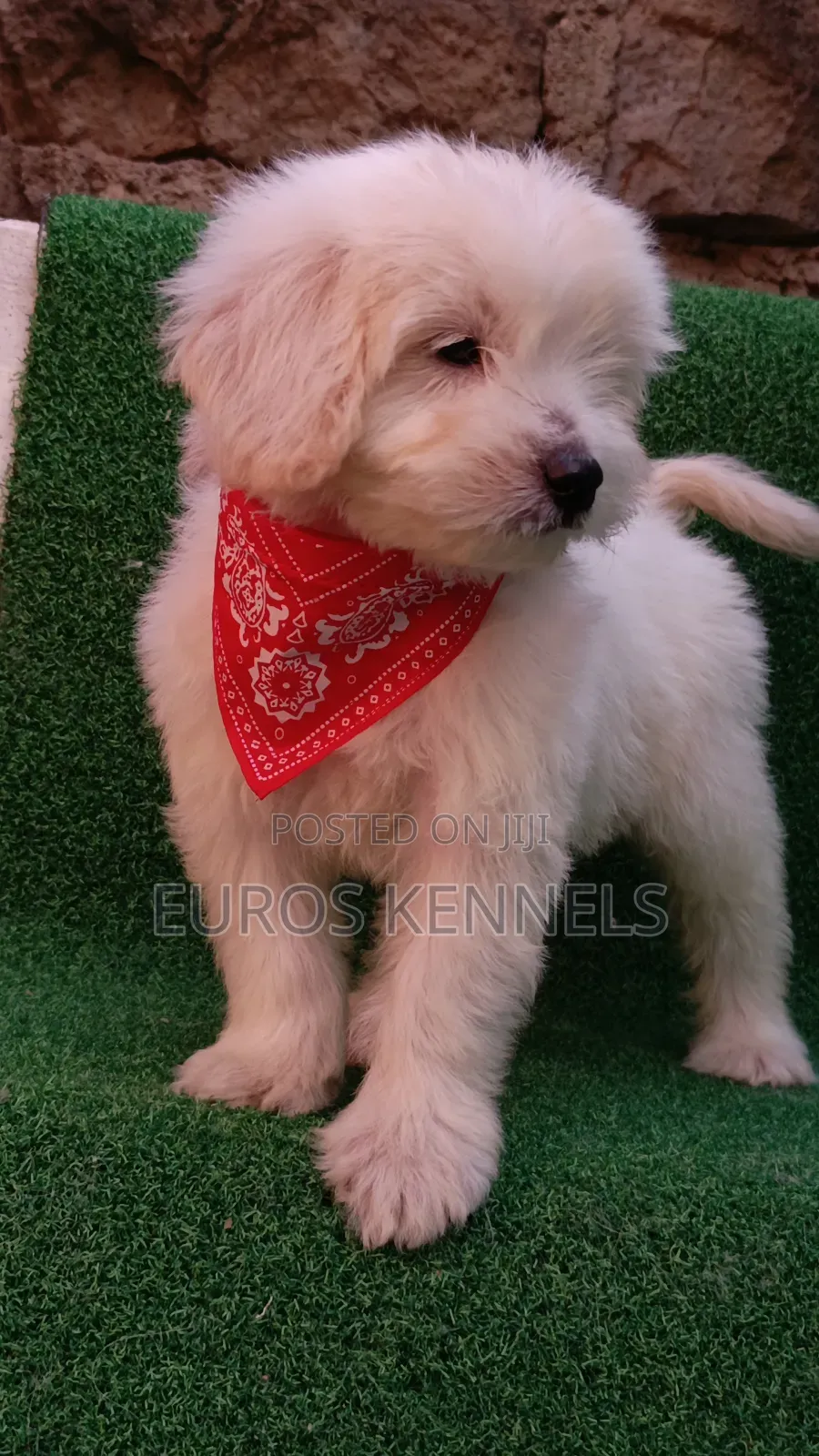1-3 months Female Purebred Maltipoo