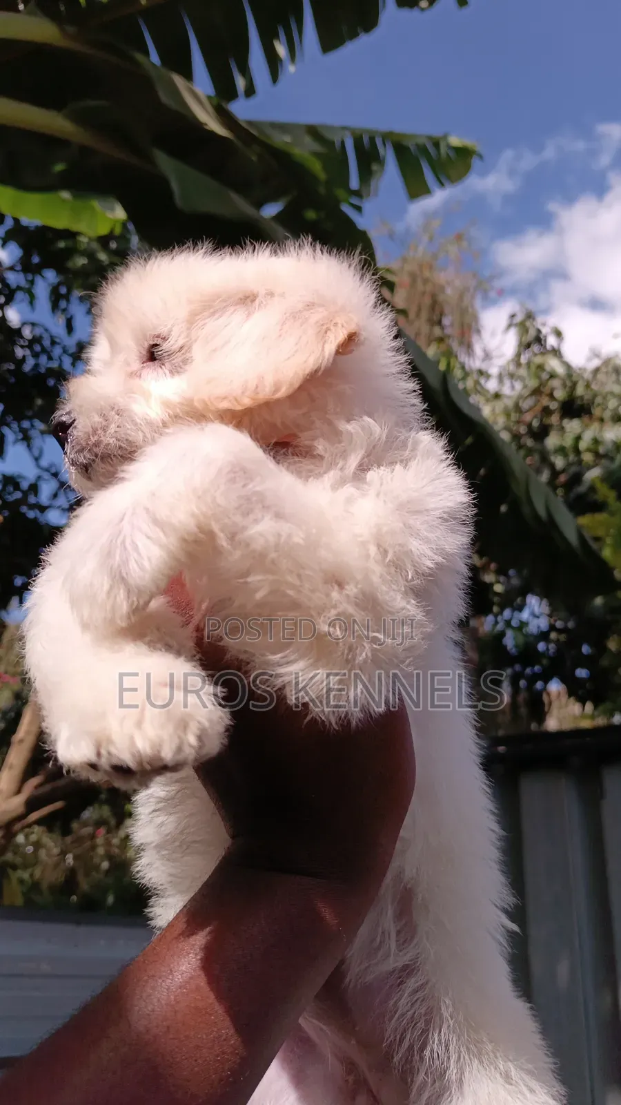 1-3 months Female Purebred Maltipoo
