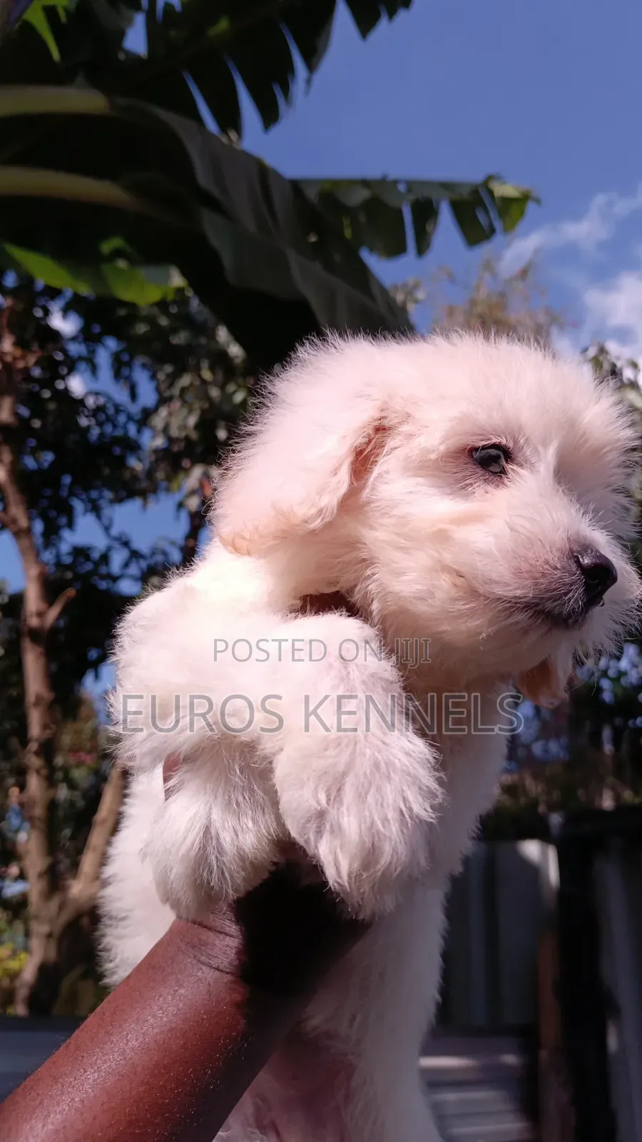 1-3 months Female Purebred Maltipoo