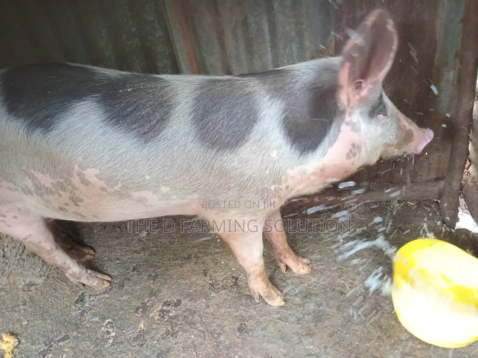 Castrated Boar