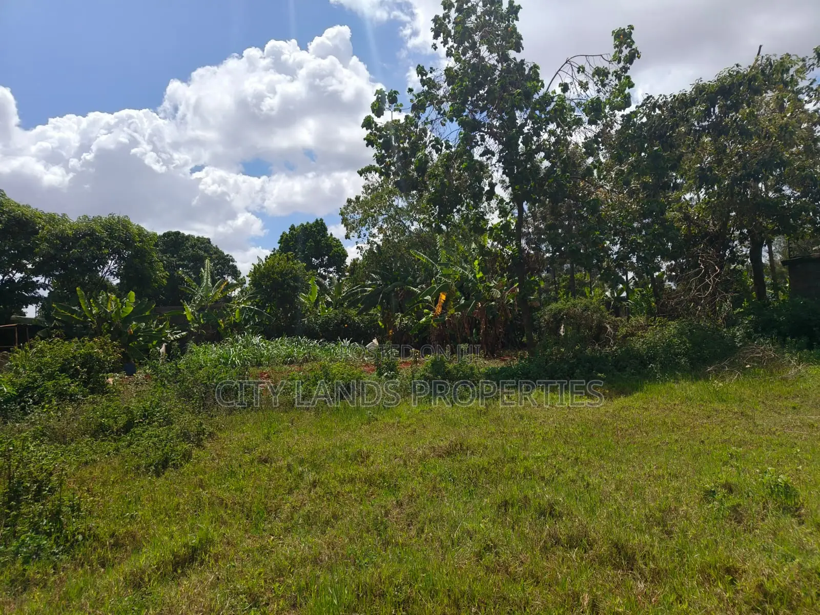 Residential Plots in Ruiru Mugutha, Ready Title Deeds
