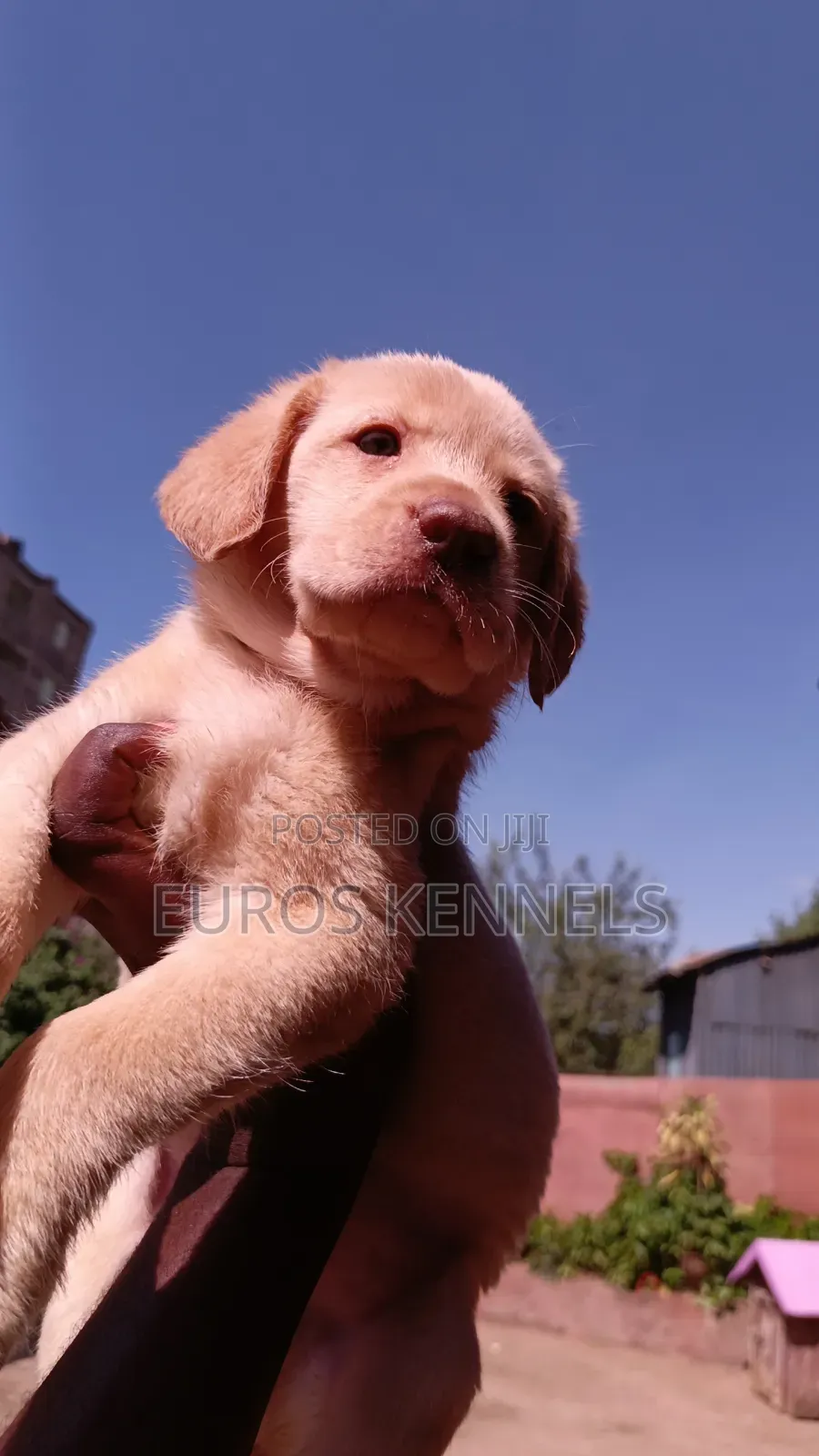 1-3 months Male Purebred Labrador Retriever