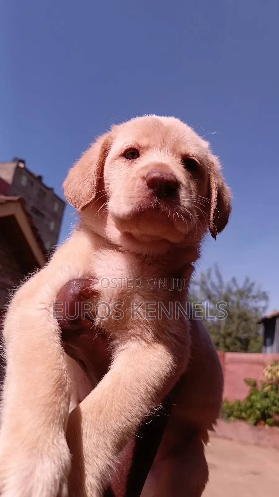 1-3 months Male Purebred Labrador Retriever