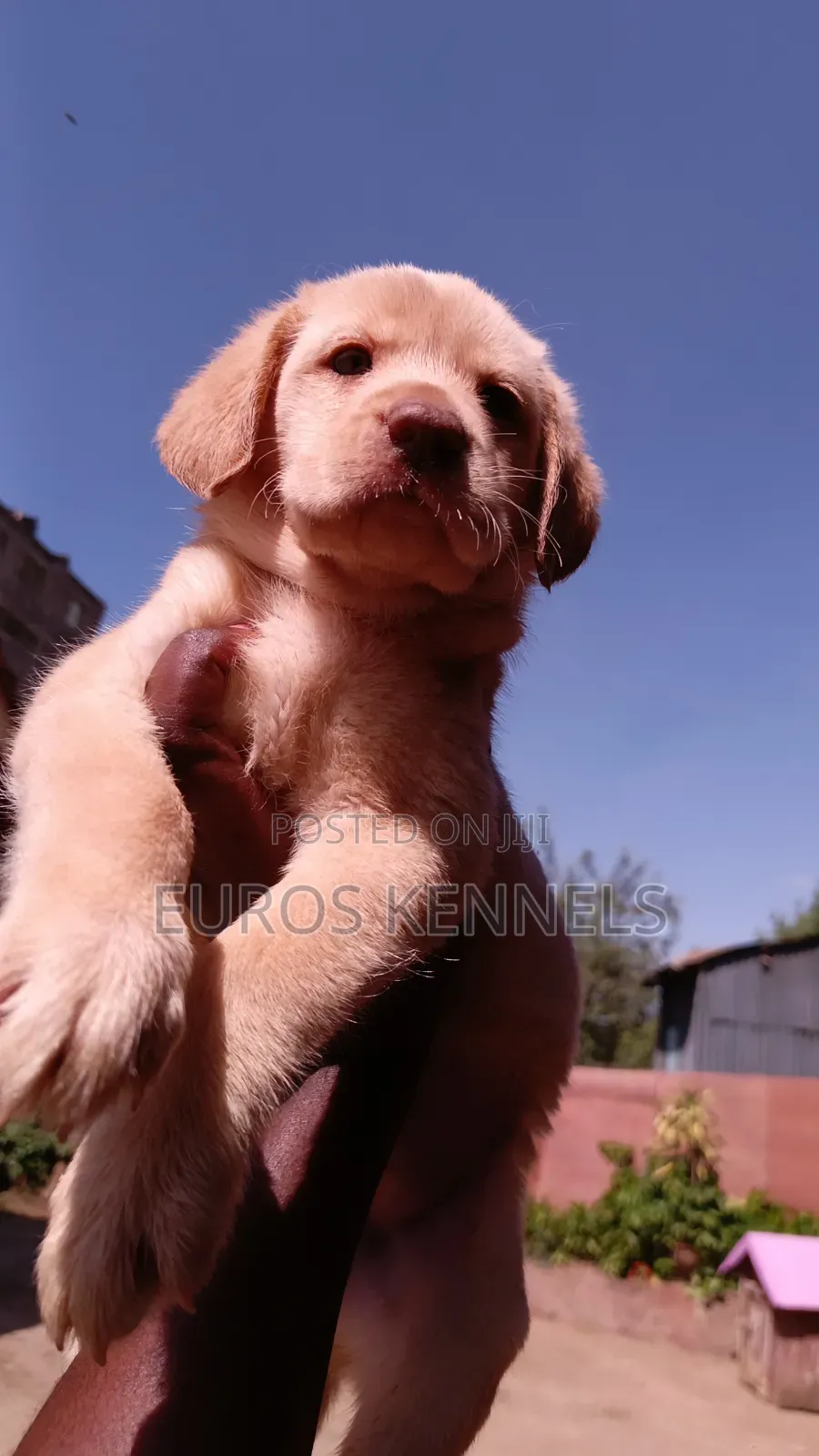 1-3 months Male Purebred Labrador Retriever