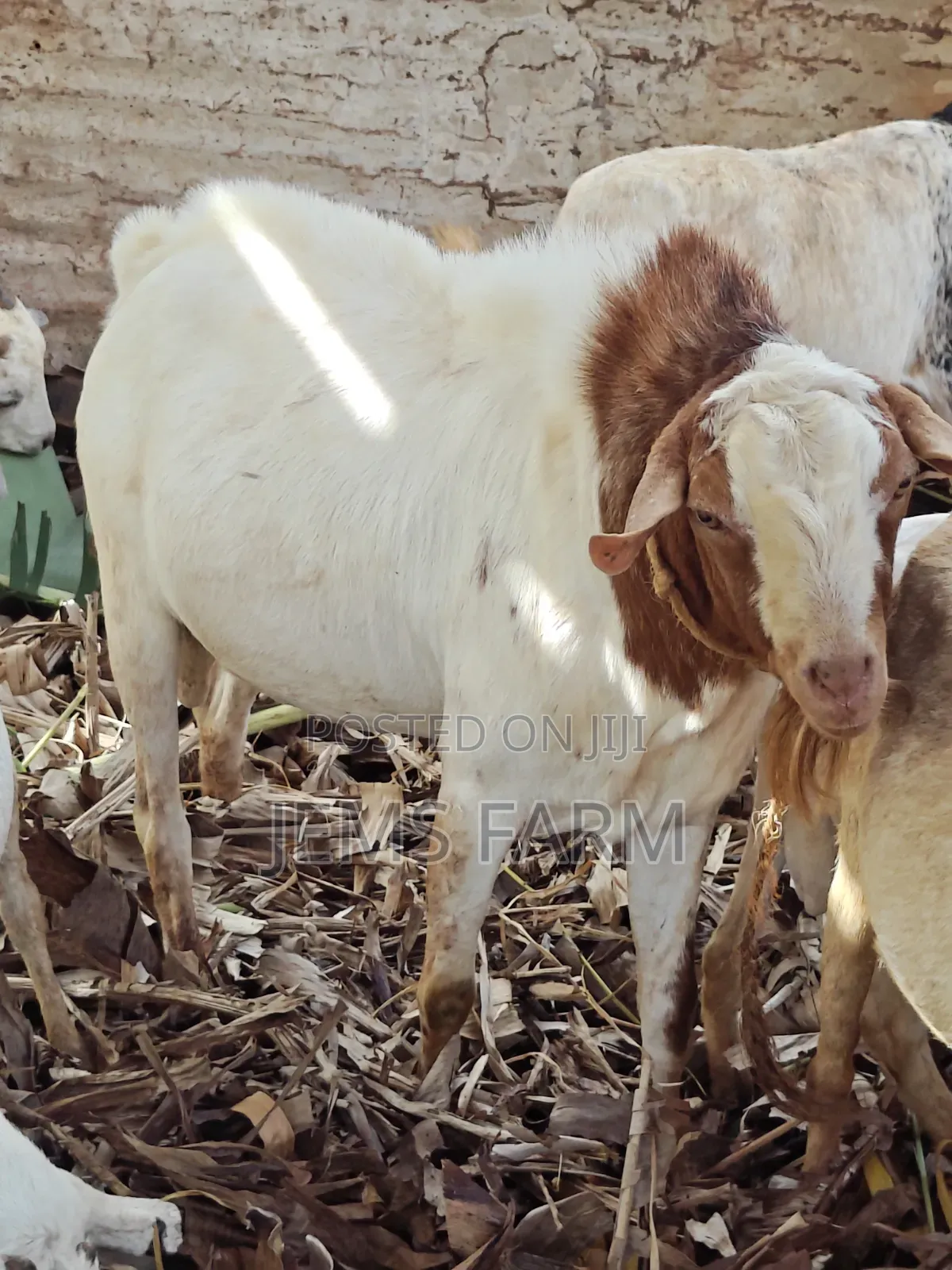 Mature Active He Goat Buck for Breeding