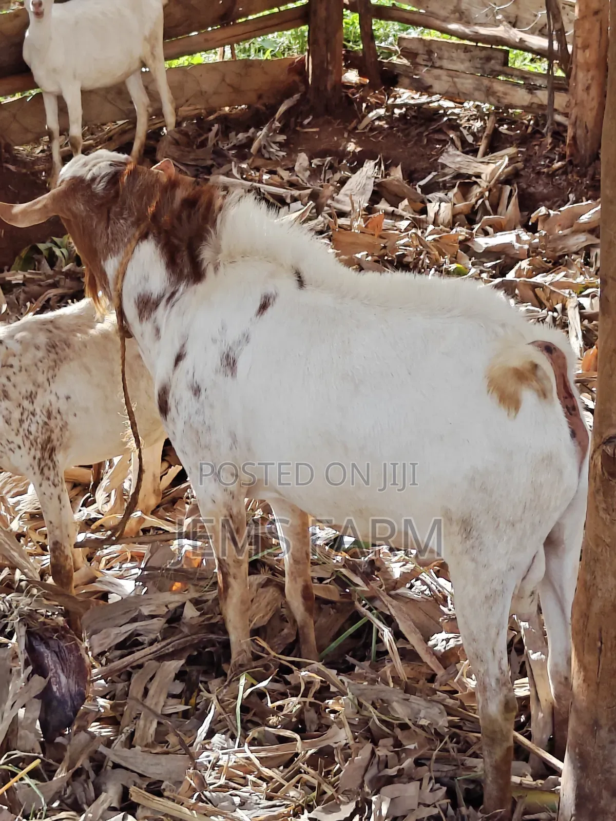 Mature Active He Goat Buck for Breeding