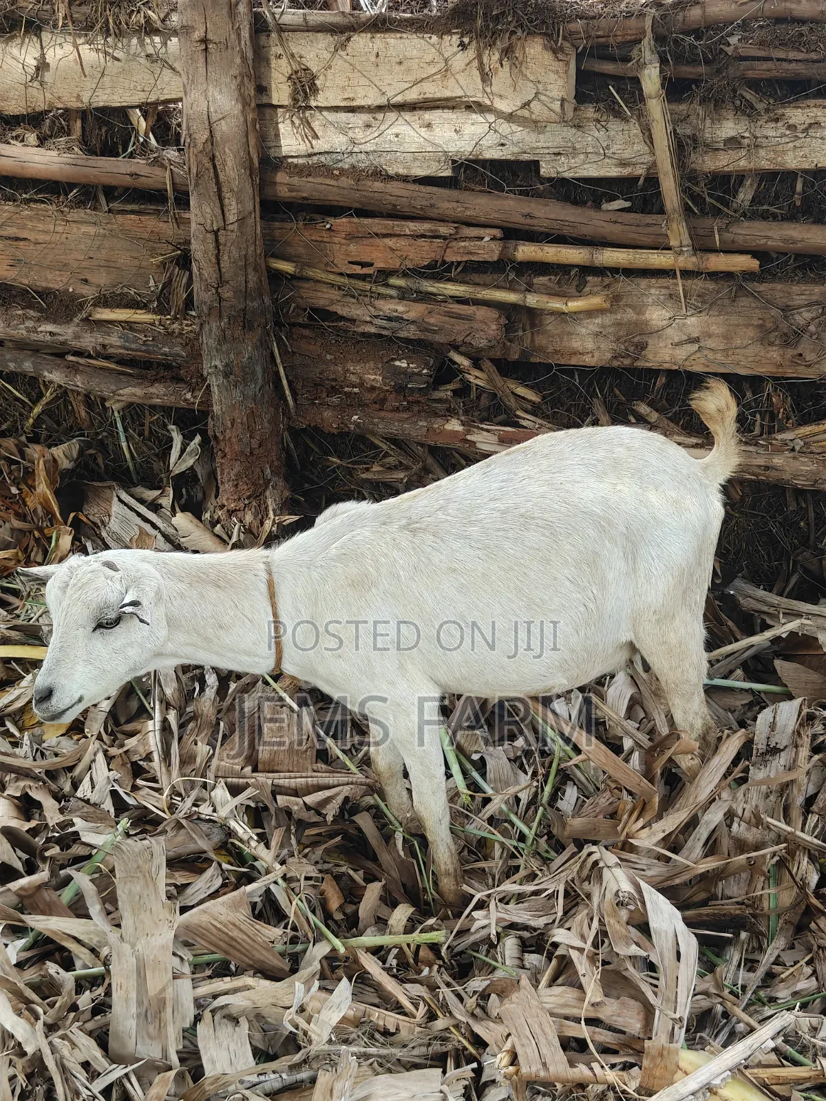 Mature Inkid She Goat/Female Goat