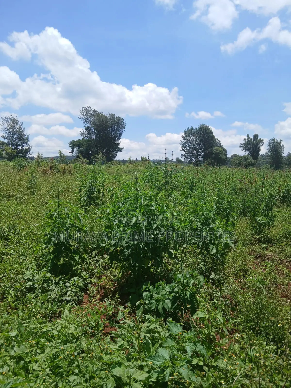 Kerarapon Area.This Beautiful 1-Acre