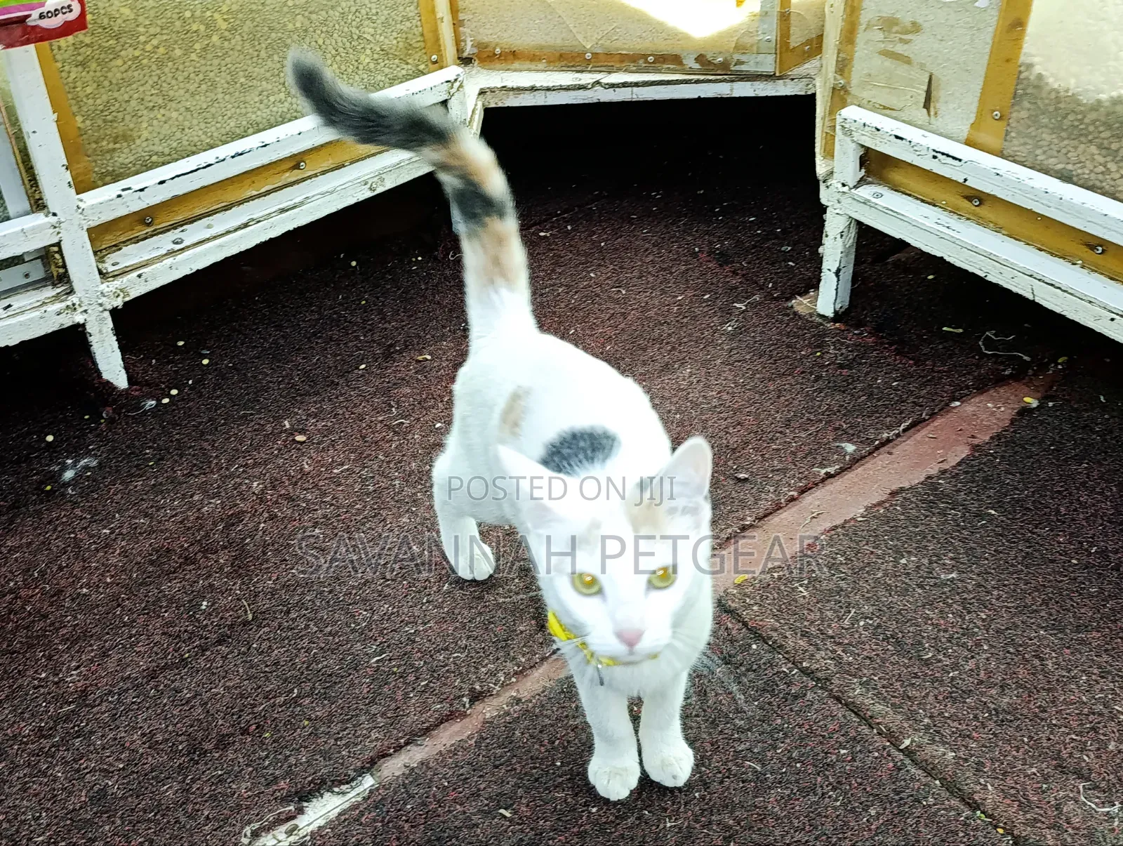 6-12 months Female Mixed Breed Cat