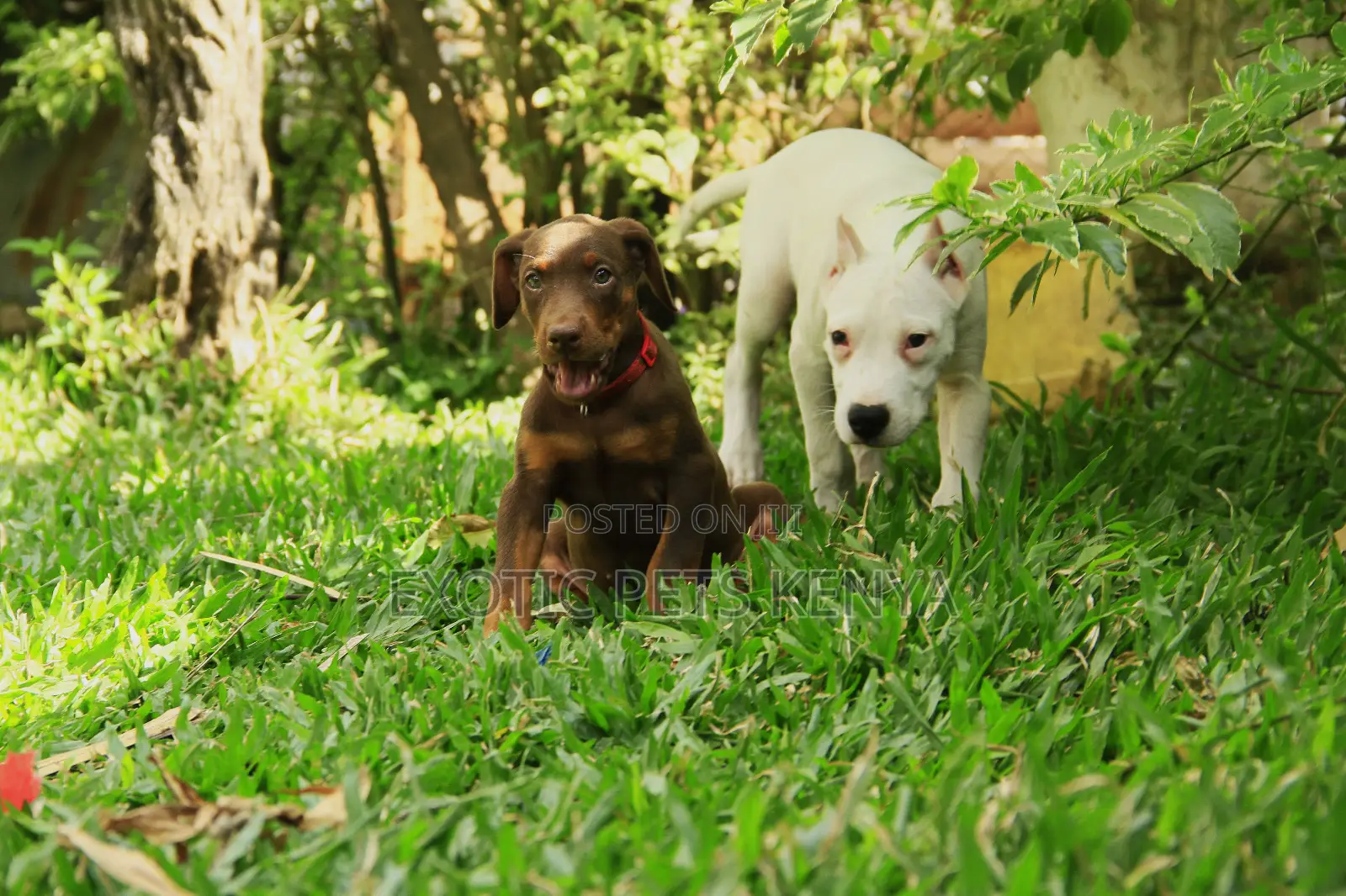 1-3 months Female Purebred Dogo Argentino