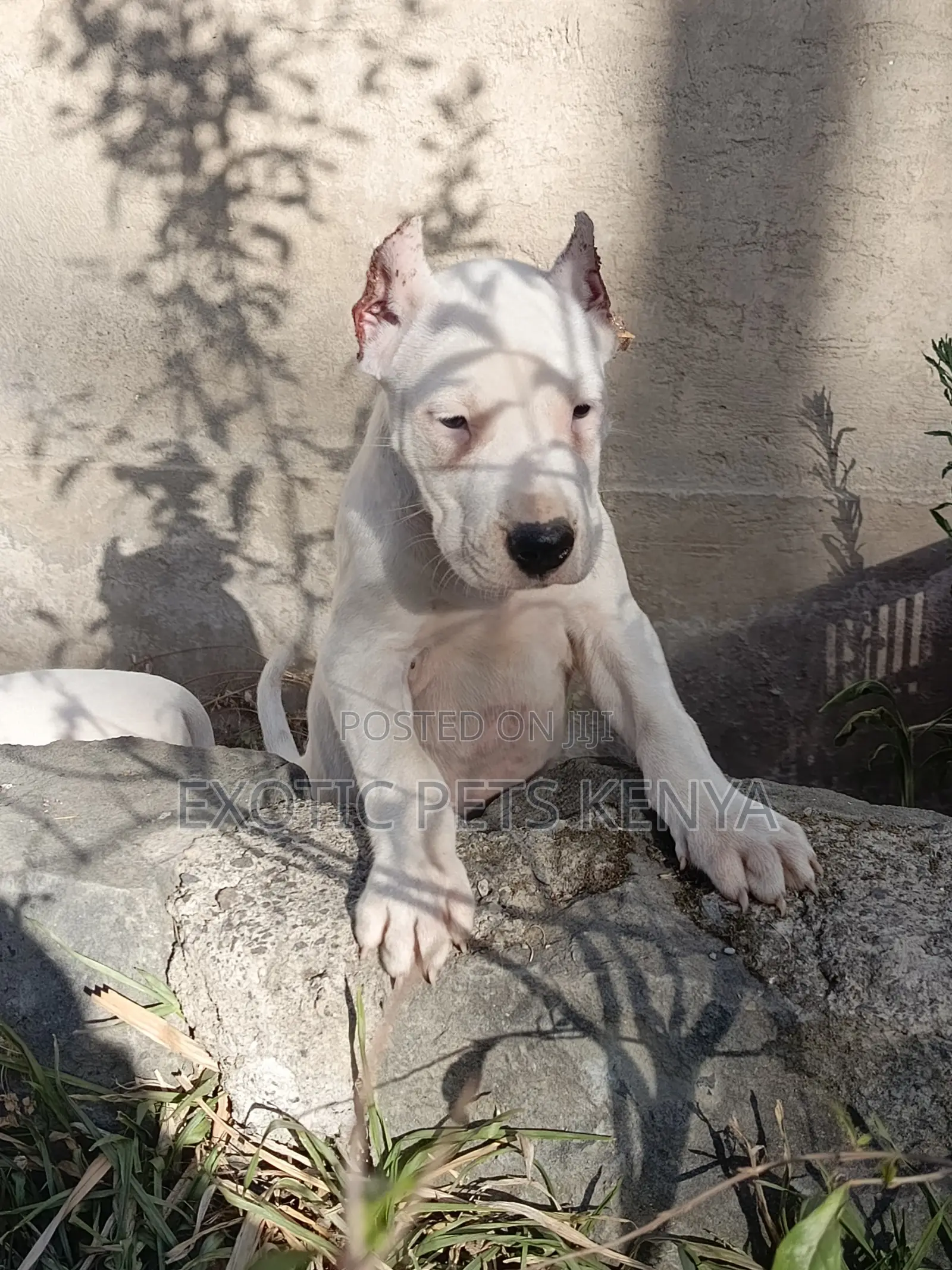 1-3 months Female Purebred Dogo Argentino