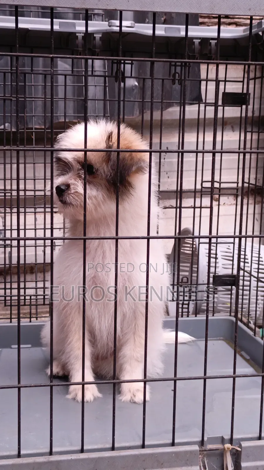 1-3 months Female Purebred Havanese