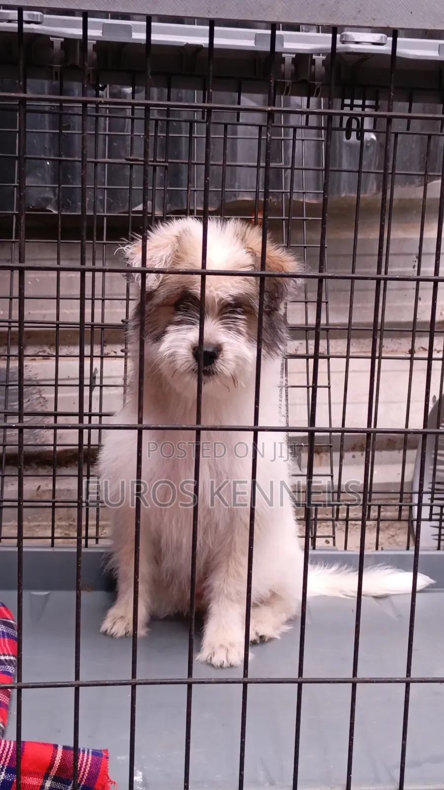 1-3 months Female Purebred Havanese