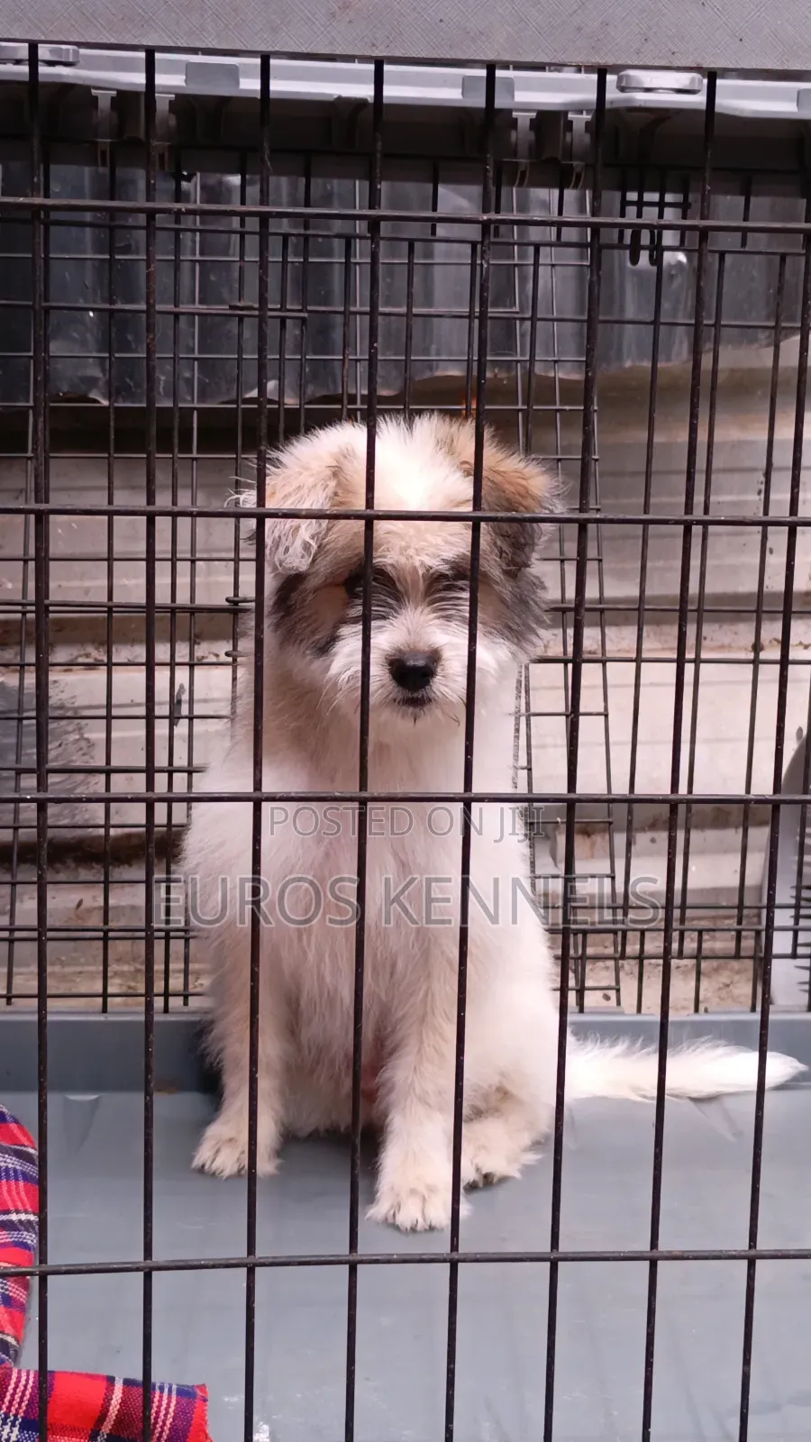 1-3 months Female Purebred Havanese