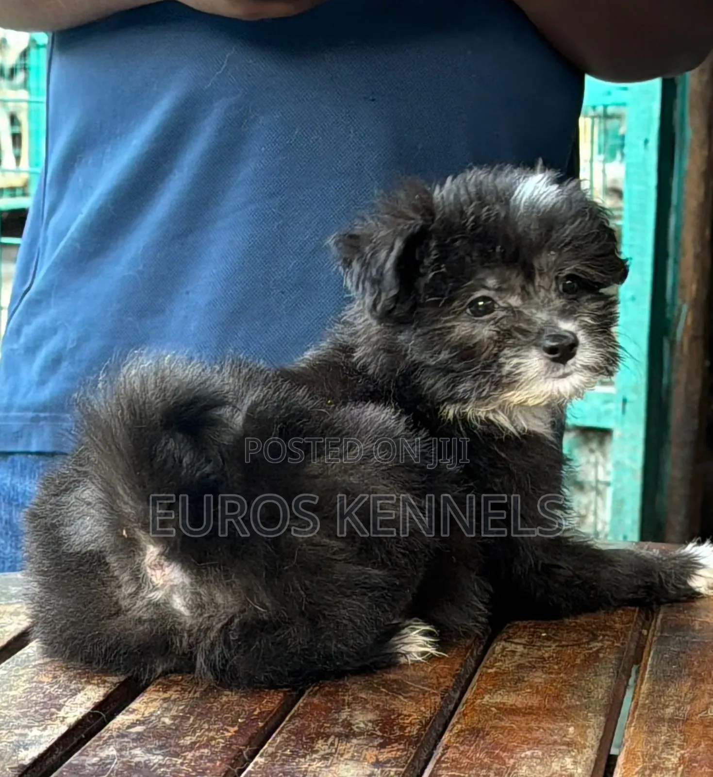 1-3 months Male Purebred Havanese