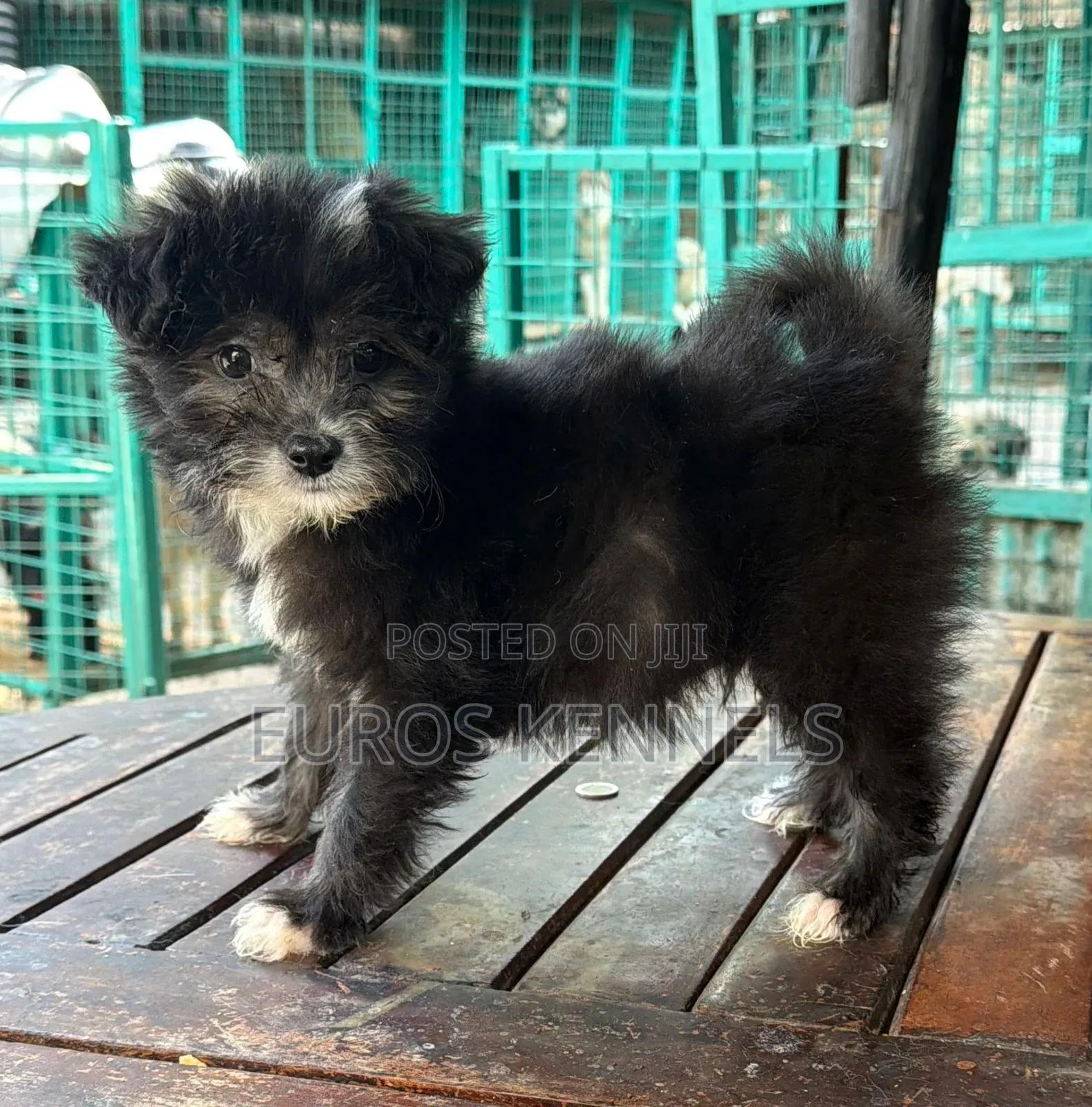 1-3 months Male Purebred Havanese
