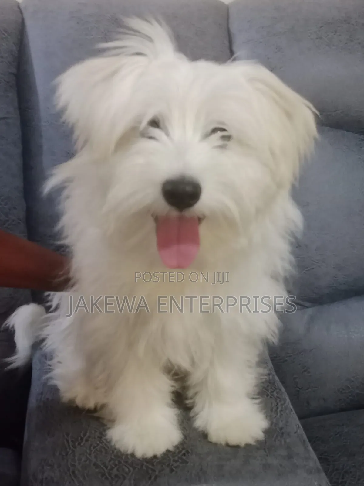 1+ year Male Purebred Havanese