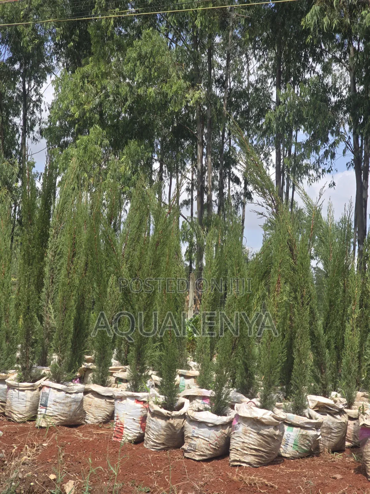 Italian Cypress,4ft Cypress