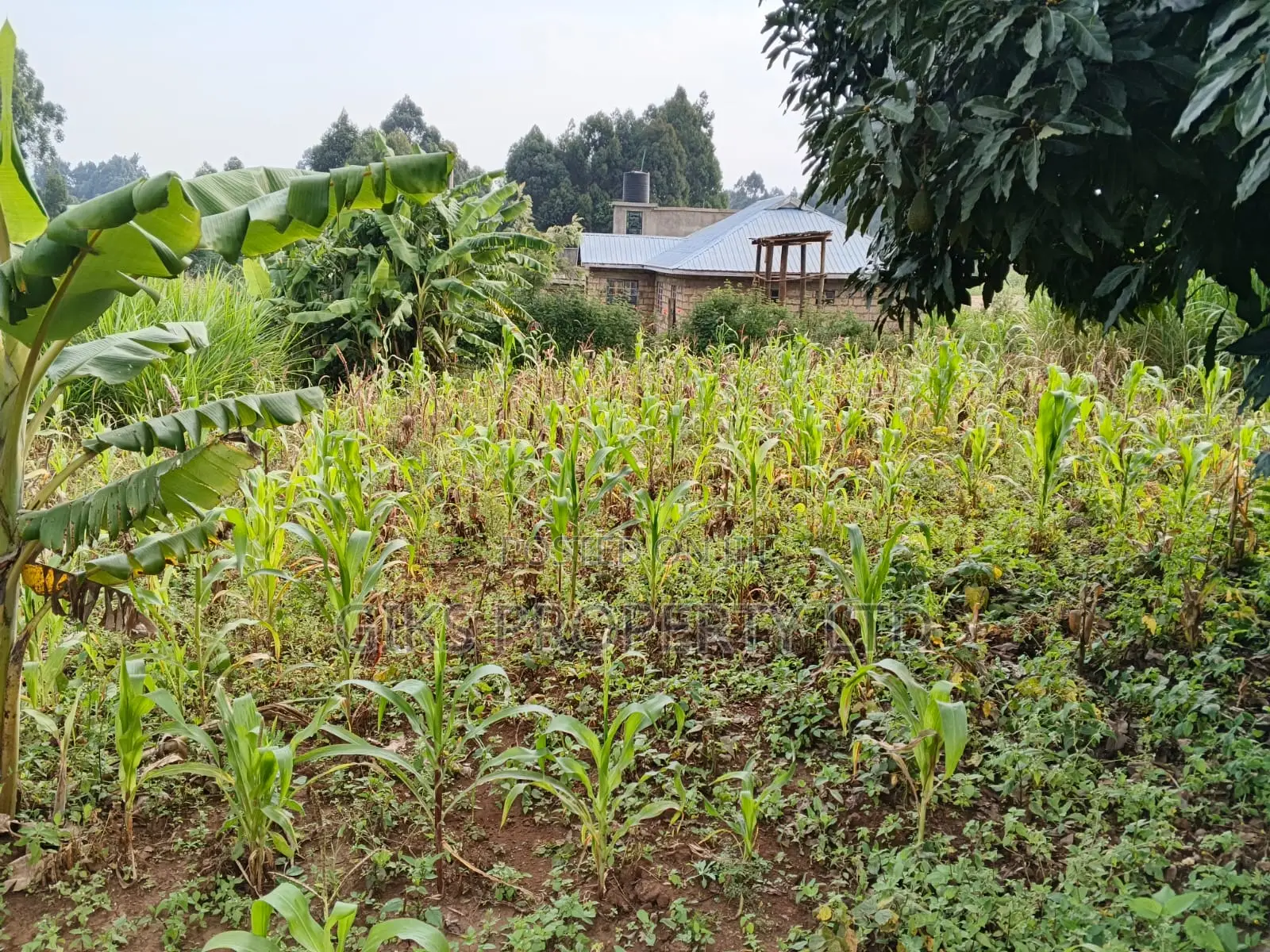 Plot For5 Sale