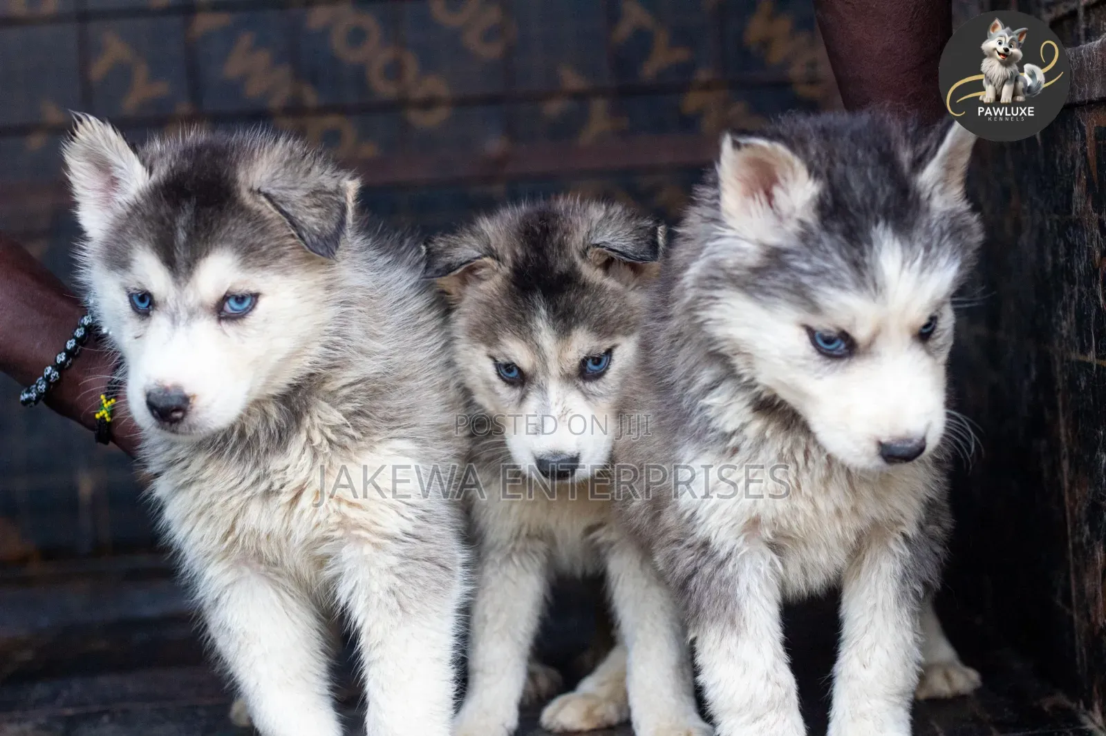 1-3 months Male Purebred Siberian Husky
