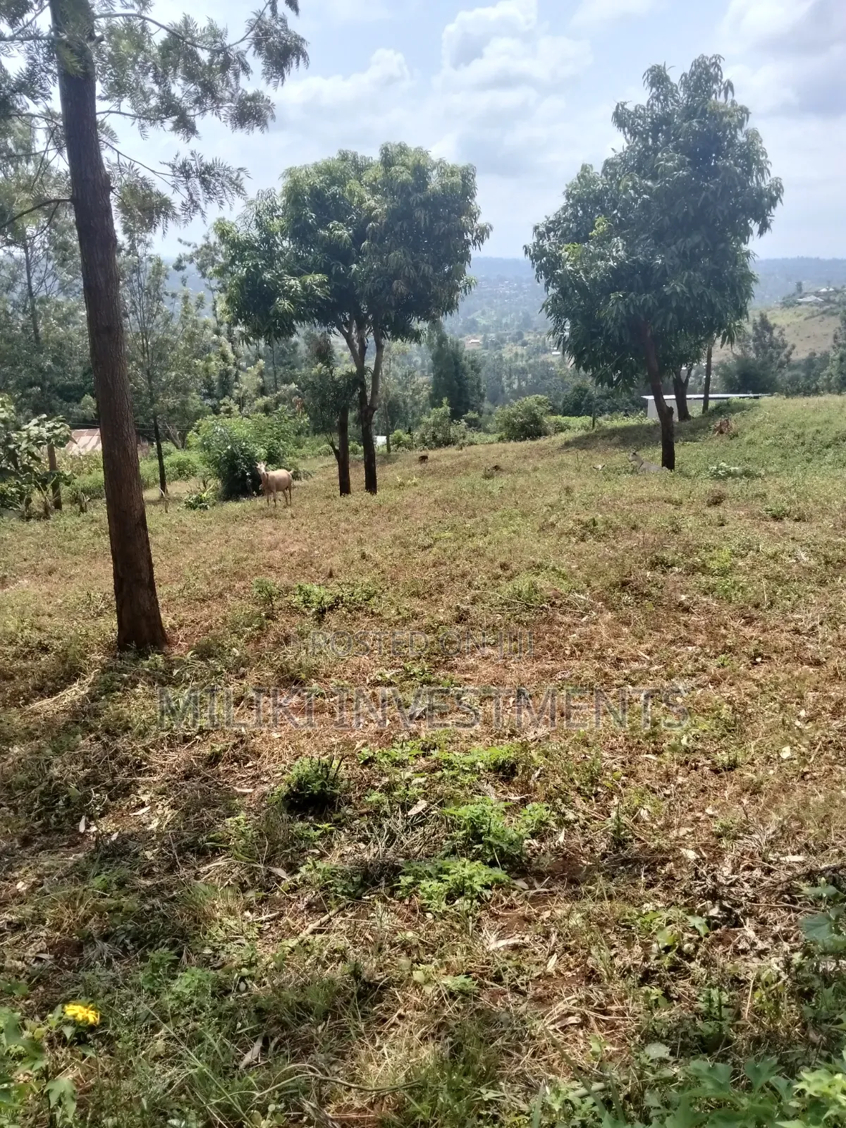 40 by 80 Plots on Sale at Kenol-Kagaa