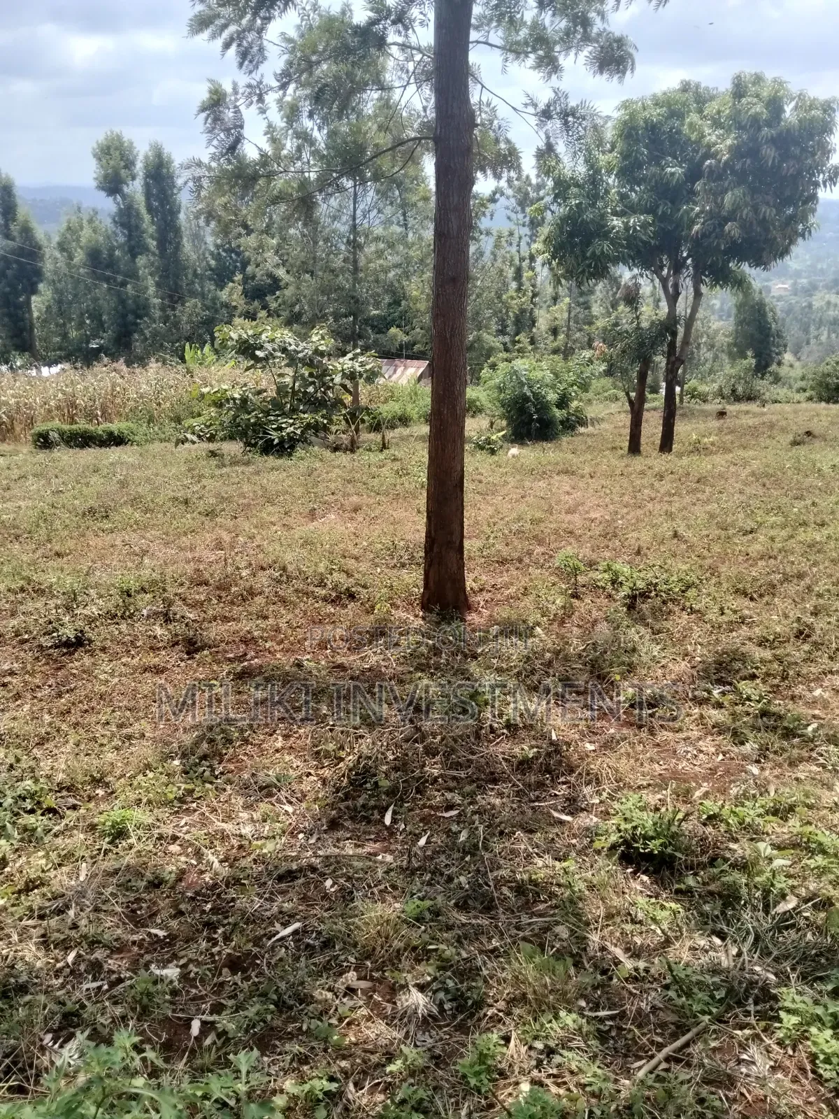 40 by 80 Plots on Sale at Kenol-Kagaa