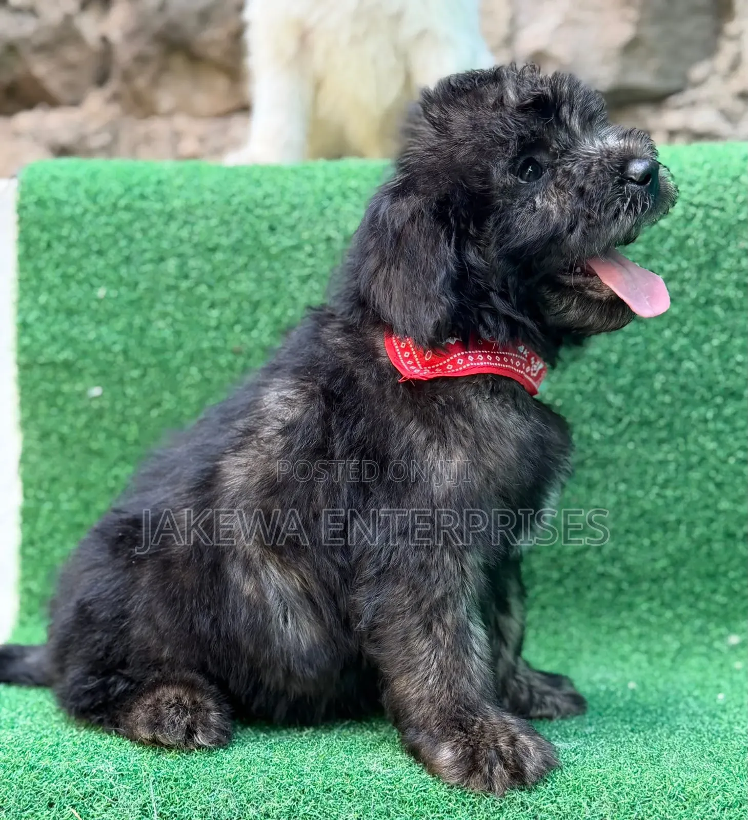 1-3 months Male Purebred Maltipoo