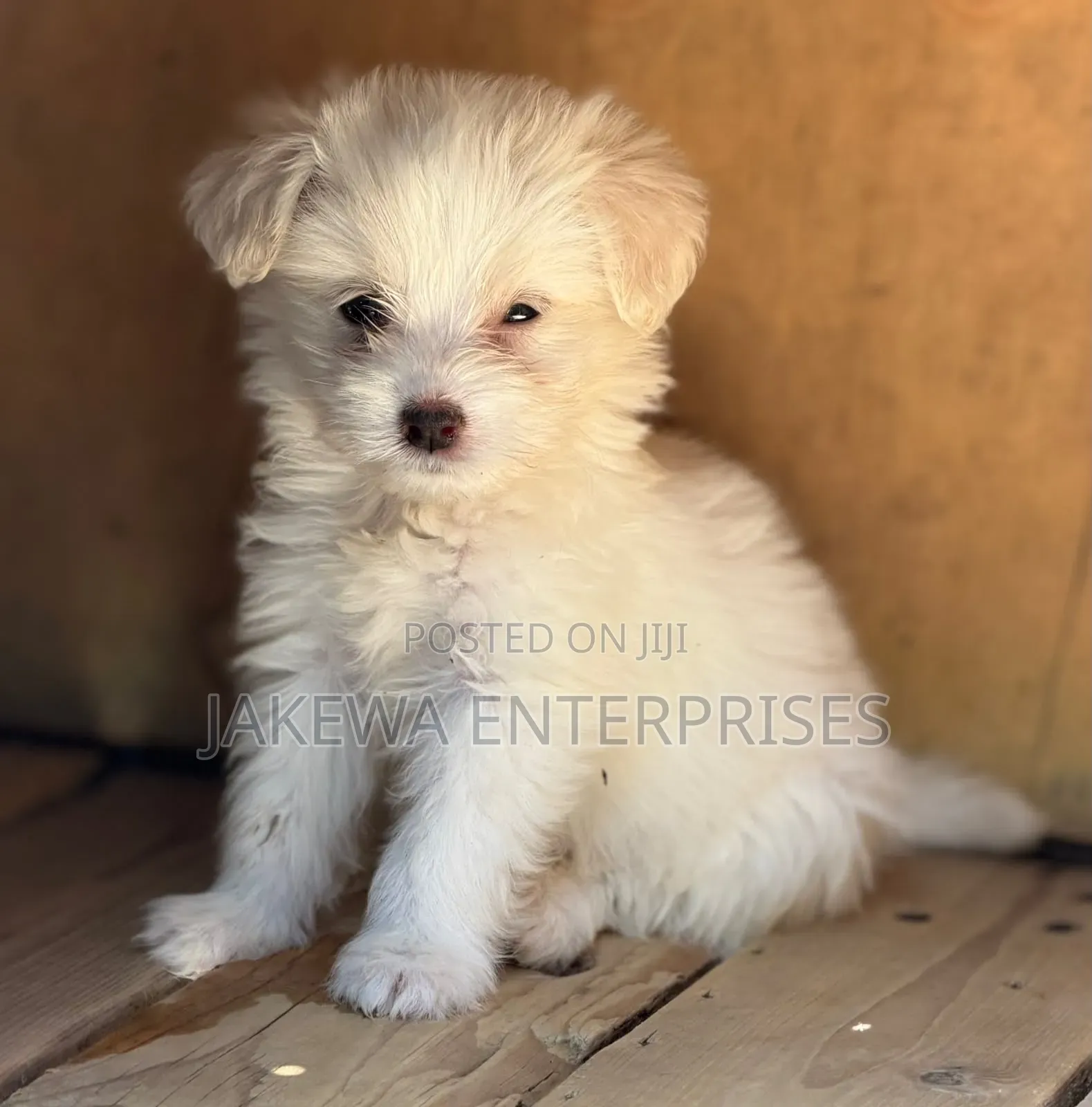 1-3 months Male Purebred Havanese