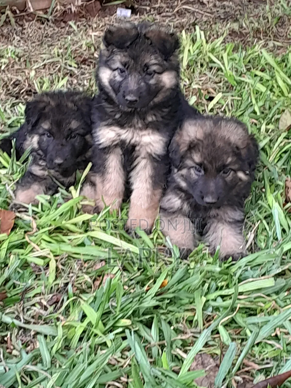 1-3 months Male Purebred German Shepherd