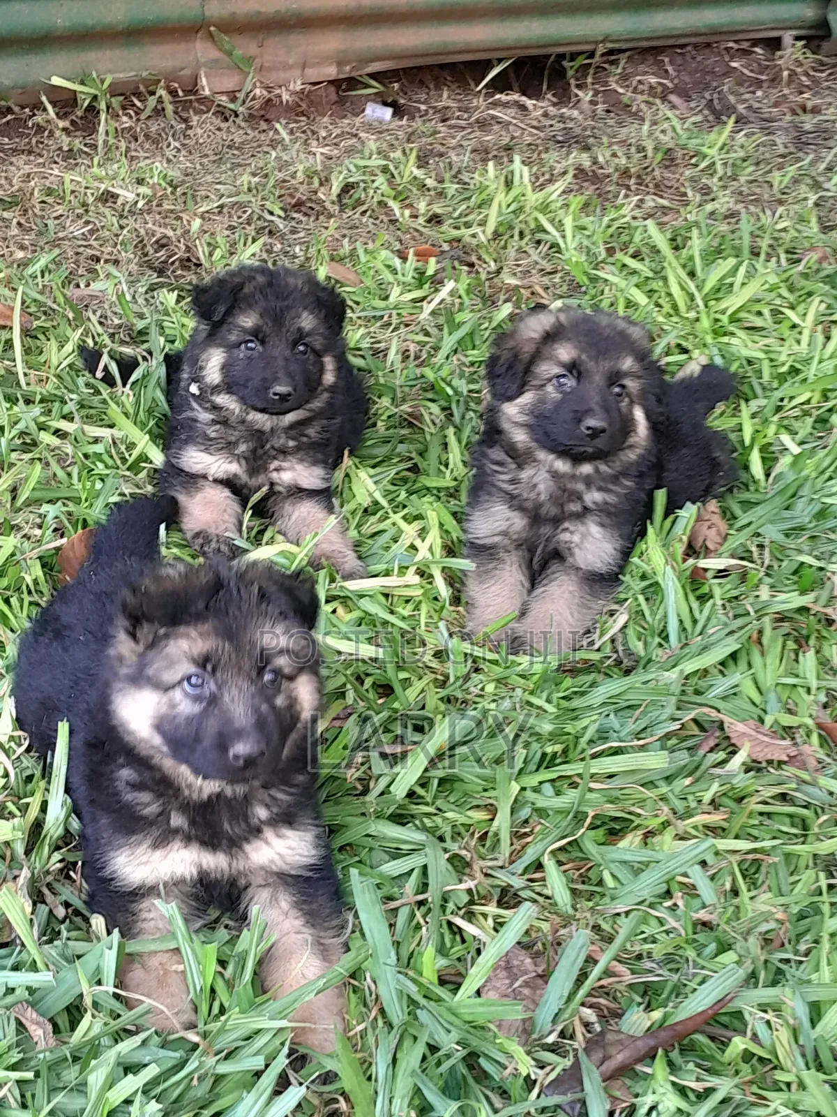 1-3 months Male Purebred German Shepherd
